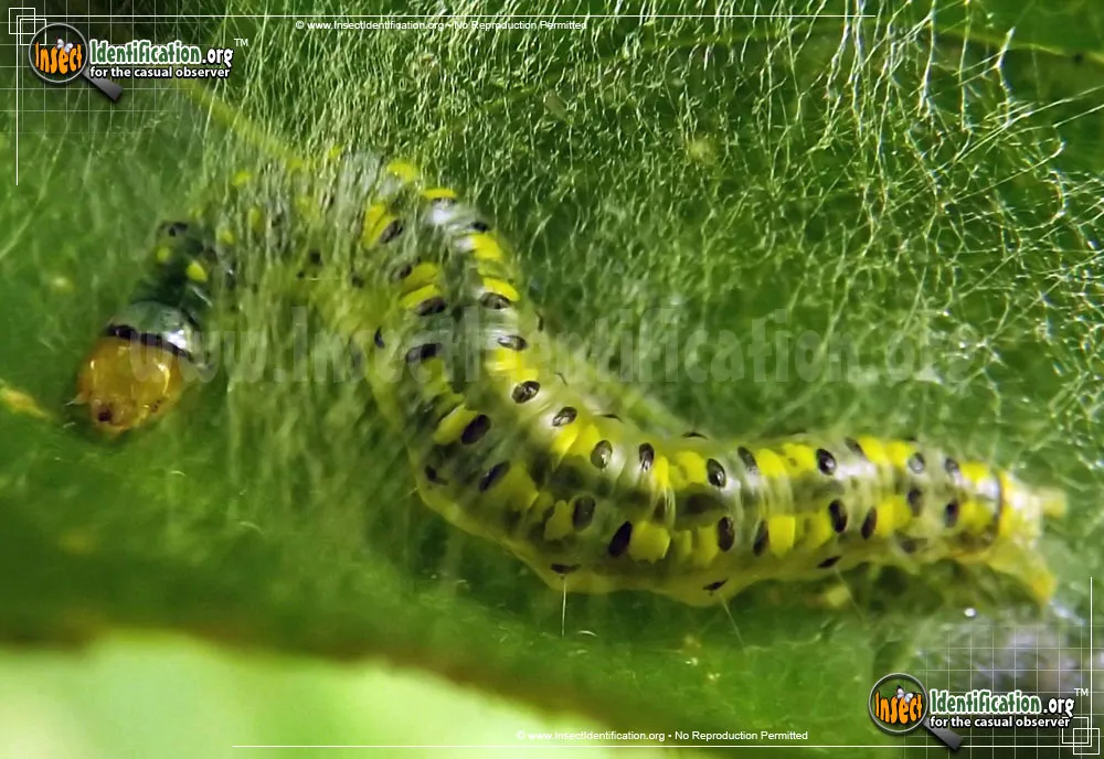 Hahncappsia Moth - photo 3