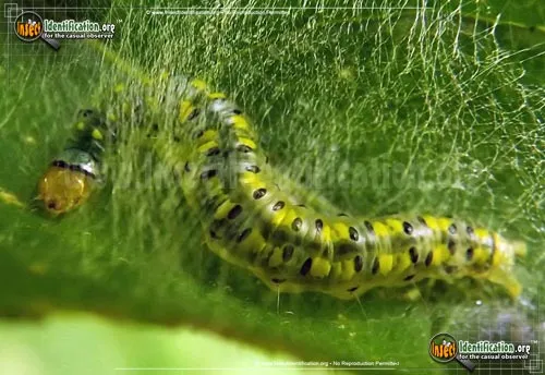 Hahncappsia Moth - photo 4
