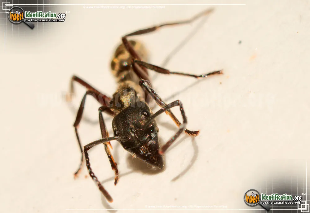 Hairy Panther Ant - Neoponera villosa