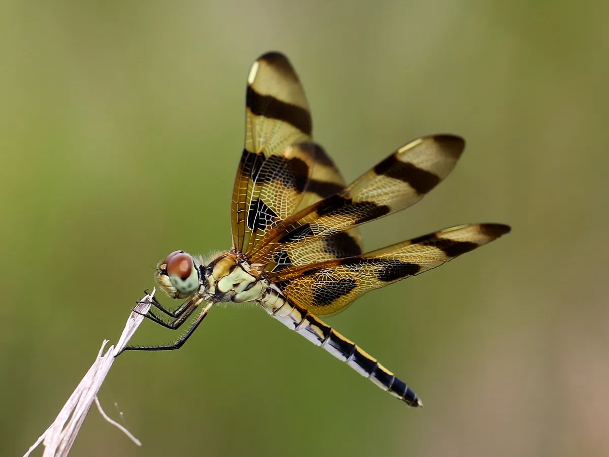 Halloween Pennant - photo 3