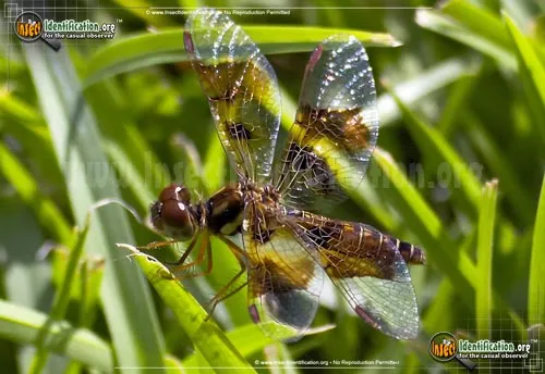 Halloween Pennant - photo 4