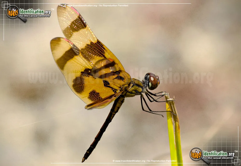 Halloween Pennant - photo 5