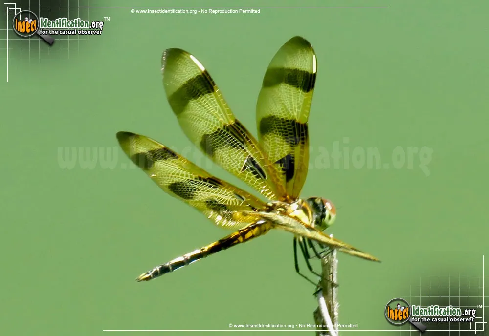 Halloween Pennant - photo 6