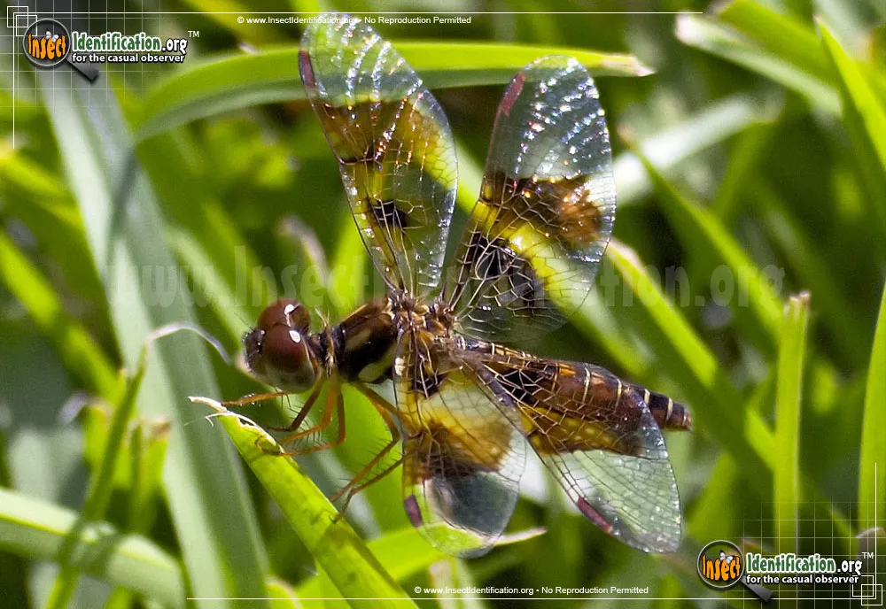 Halloween Pennant - photo 7