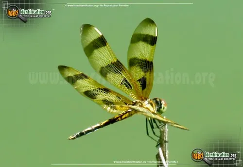 Halloween Pennant - photo 8