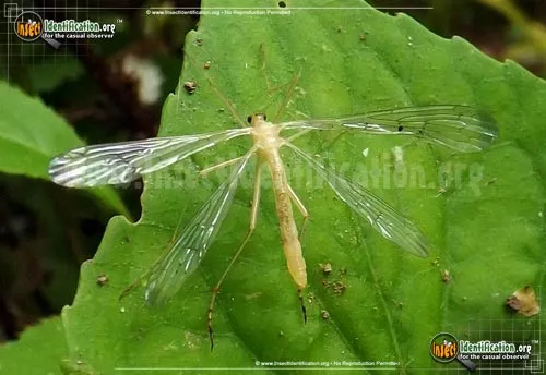 Hangingfly - photo 2