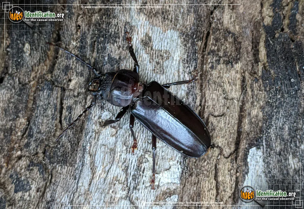 Hardwood Stump Borer Beetle