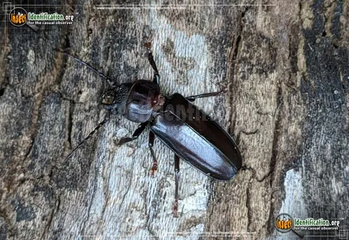 Hardwood Stump Borer Beetle - photo 2