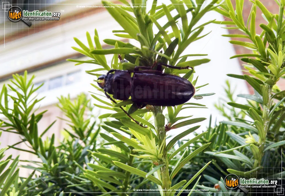 Hardwood Stump Borer Beetle - photo 3