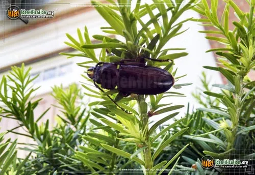 Hardwood Stump Borer Beetle - photo 4