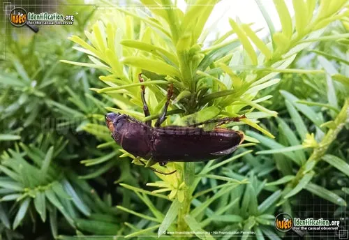 Hardwood Stump Borer Beetle - photo 6