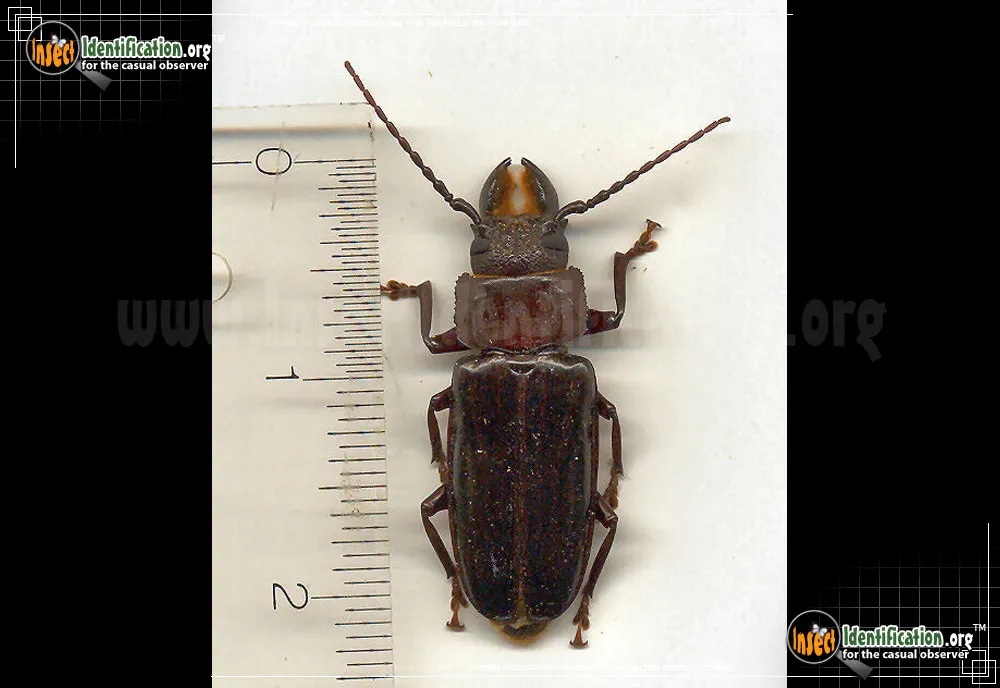 Hardwood Stump Borer Beetle - photo 7
