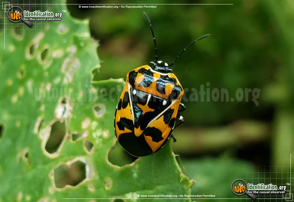 Harlequin Bug - photo 2