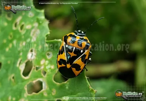 Harlequin Bug - photo 4