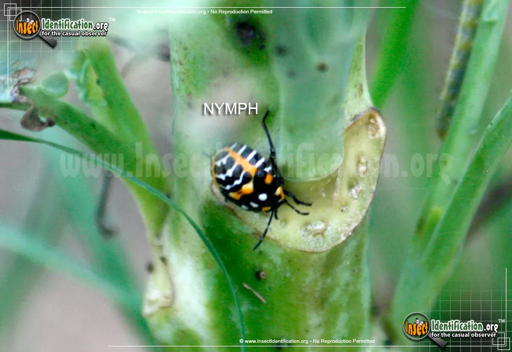 Harlequin Bug - photo 5
