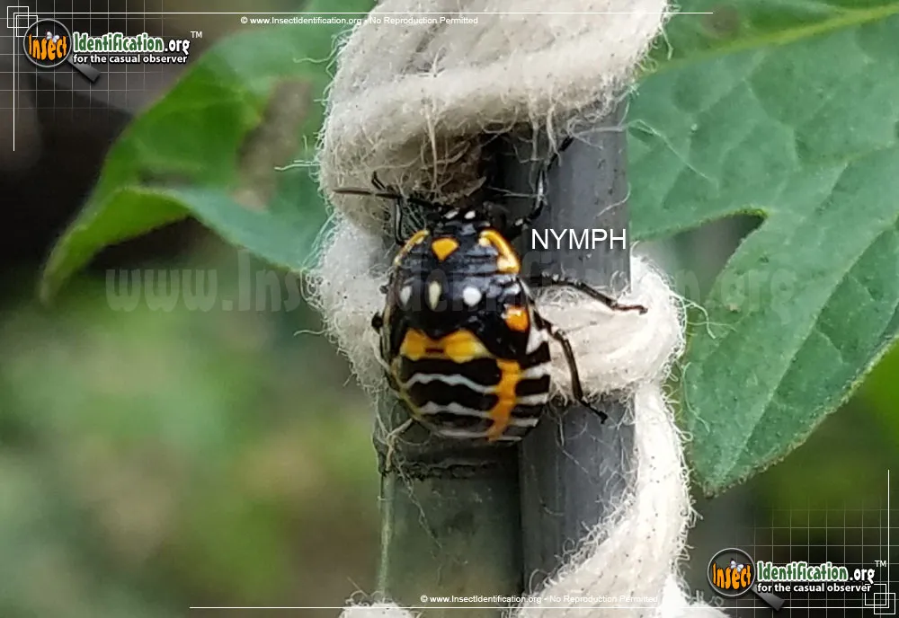 Harlequin Bug - photo 7