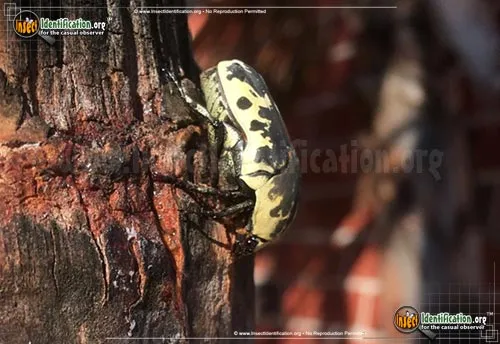 Harlequin Flower Beetle - photo 4