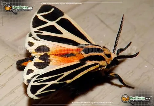 Harnessed Tiger Moth - photo 2