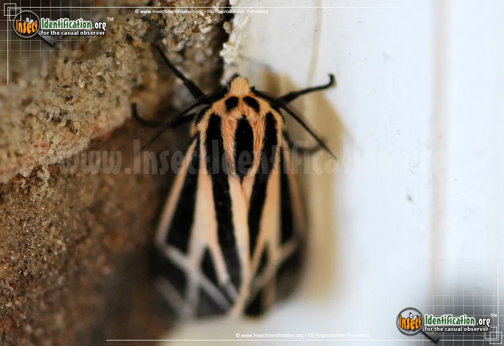 Harnessed Tiger Moth - photo 3
