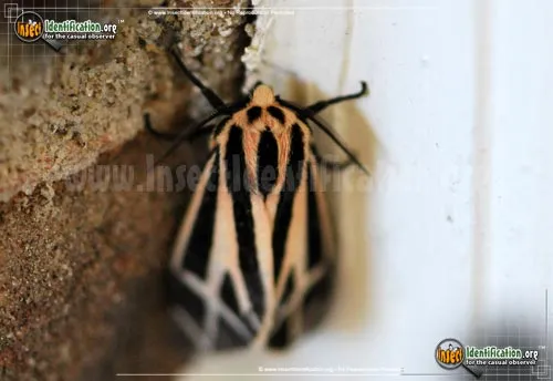 Harnessed Tiger Moth - photo 4
