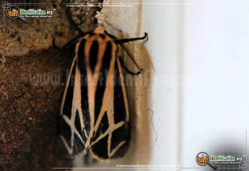 Harnessed Tiger Moth - photo 6