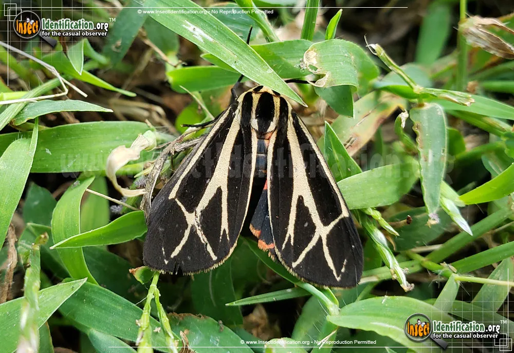 Harnessed Tiger Moth - photo 7