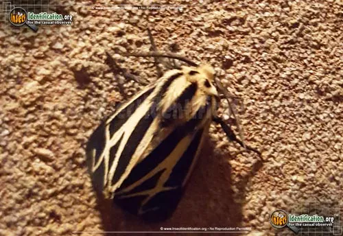 Harnessed Tiger Moth - photo 8