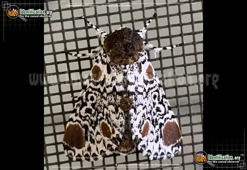Harris' Three-spot Moth - photo 2