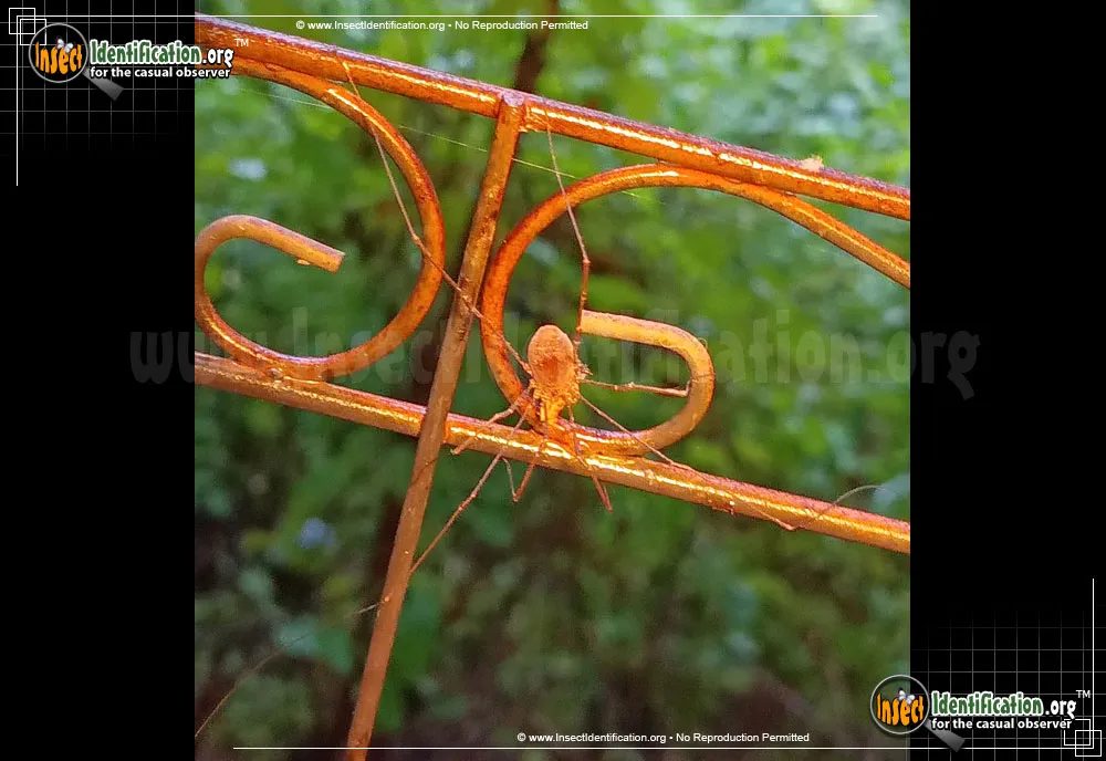 Harvestman