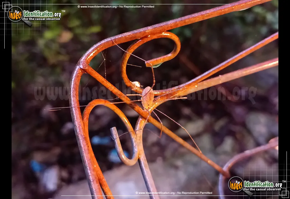 Harvestman - photo 3