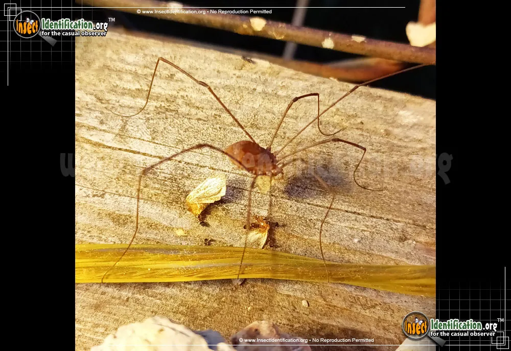 Harvestman - photo 5