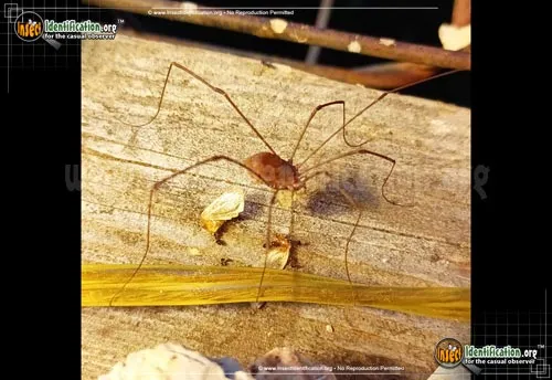 Harvestman - photo 6