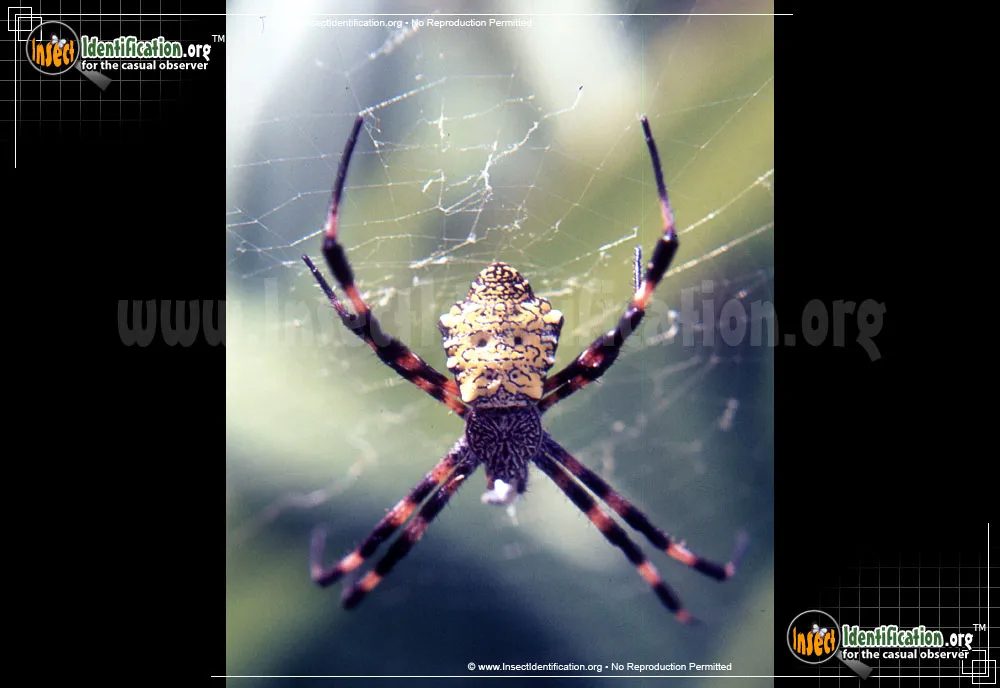 Hawaiian Garden Spider