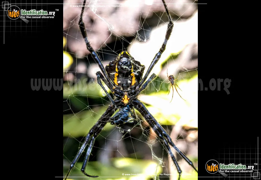 Hawaiian Garden Spider - photo 3