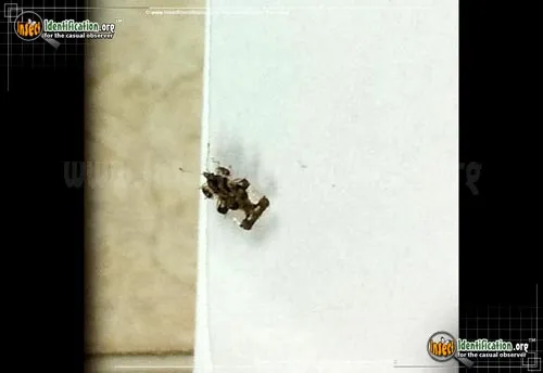 Hazelnut Lace Bug - photo 2