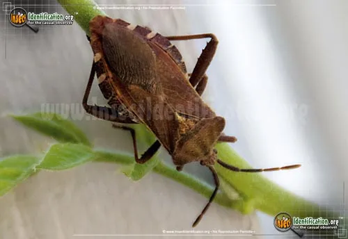 Leaf-footed Bug - photo 2