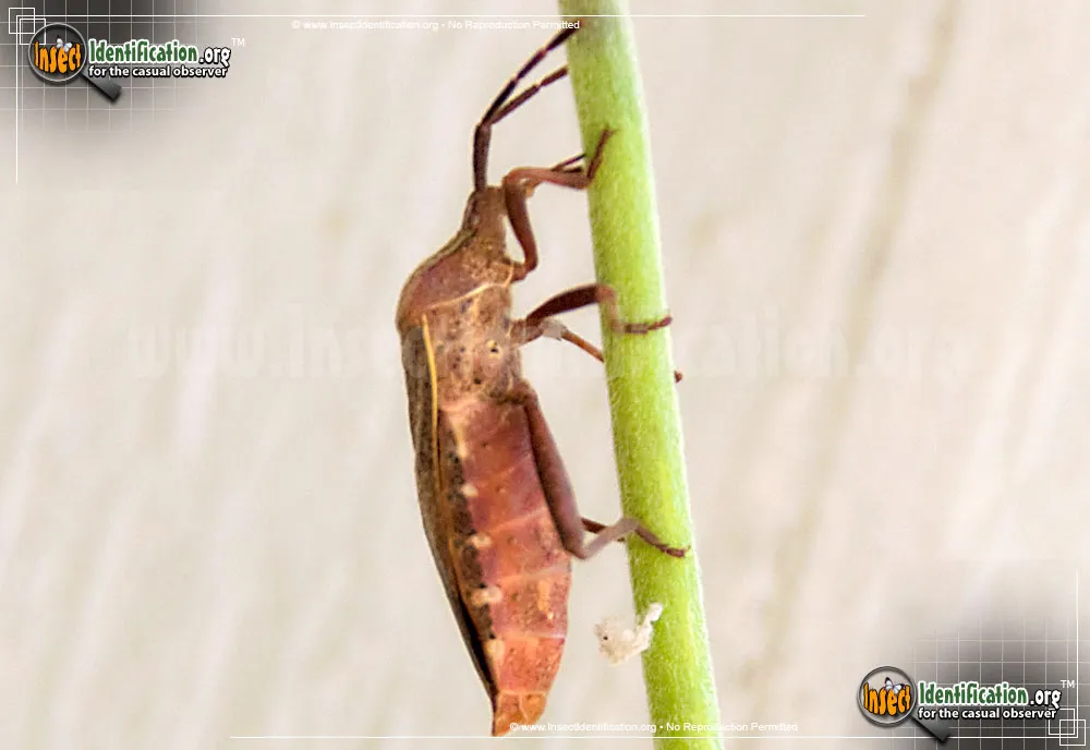 Leaf-footed Bug - photo 3
