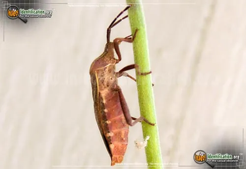 Leaf-footed Bug - photo 4