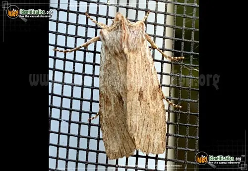Hemina Pinion Moth - photo 2