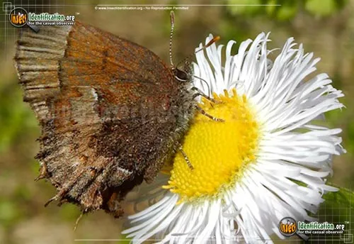 Henry's Elfin Butterfly - photo 2