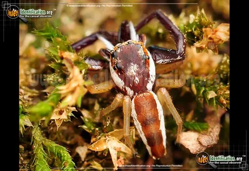 Hentz Jumping Spider - photo 2