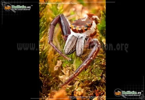 Hentz Jumping Spider - photo 4