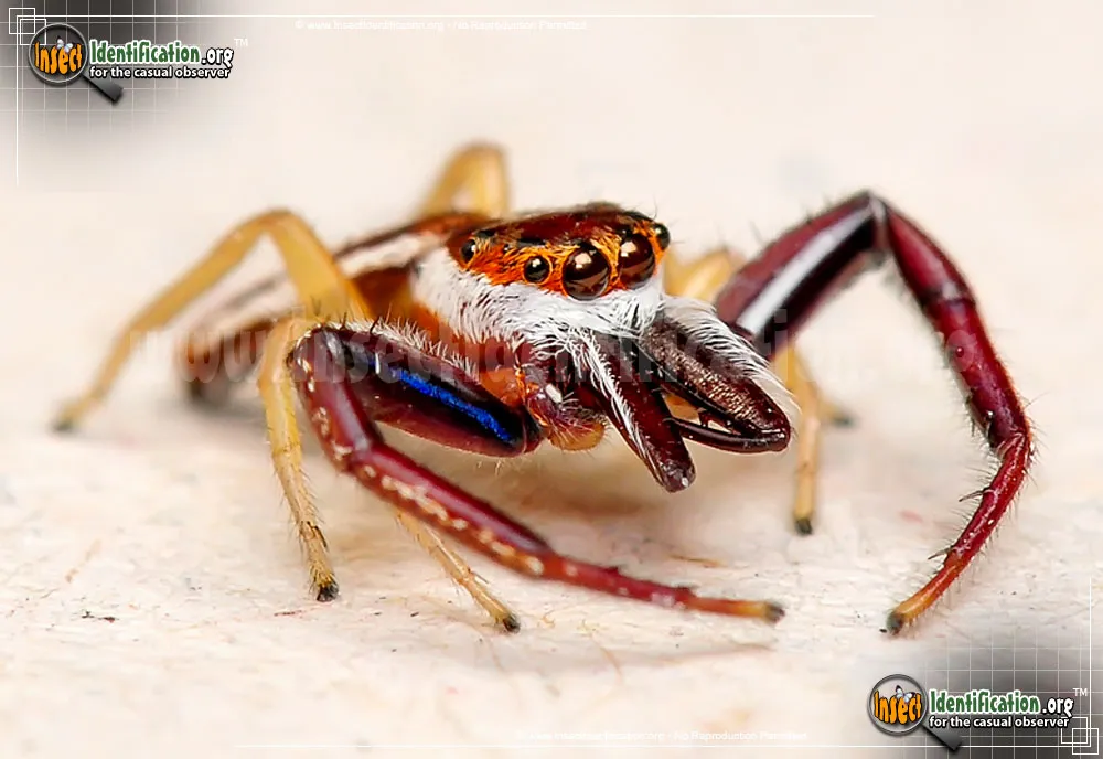 Hentz Jumping Spider - photo 5