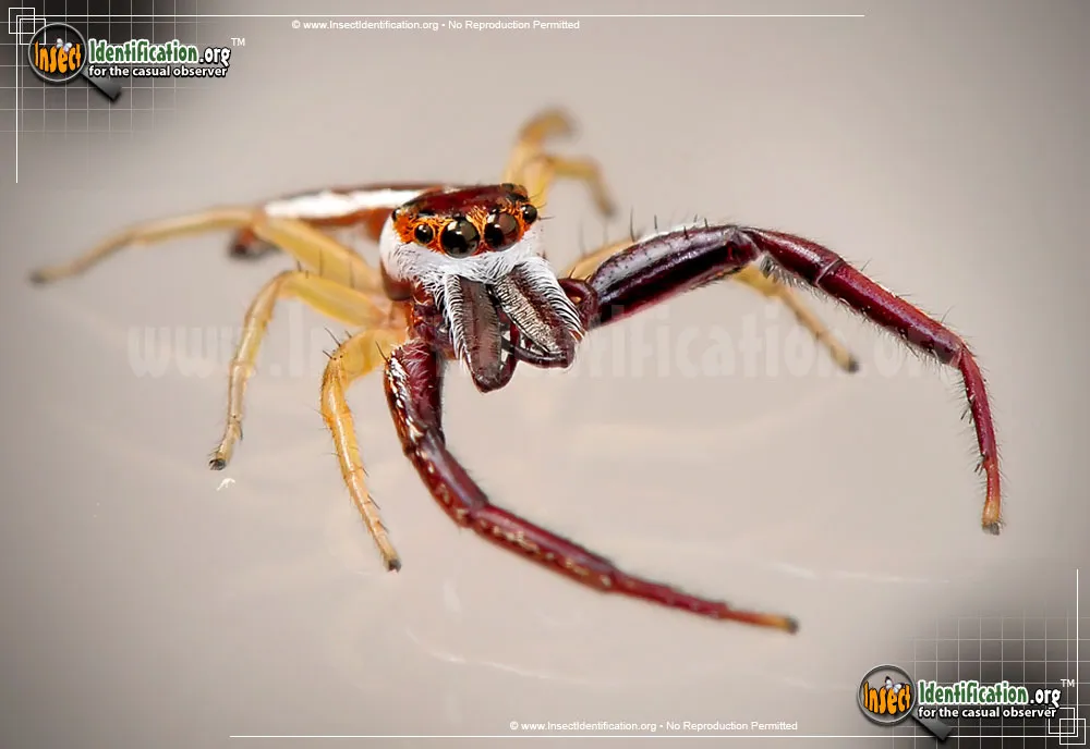 Hentz Jumping Spider - photo 7