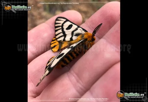 Hera Buck Moth - photo 2