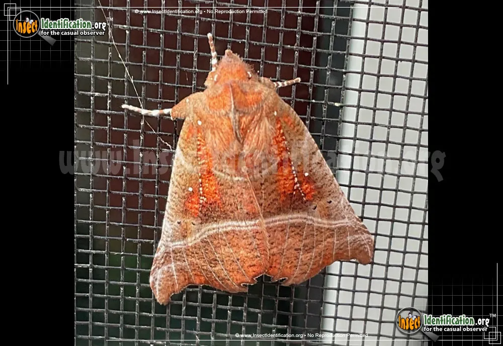 Herald Moth - photo 2