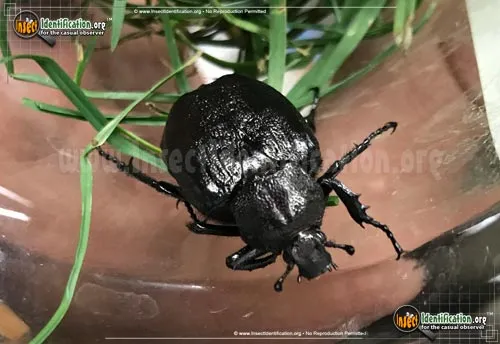 Hermit Flower Beetle - photo 2