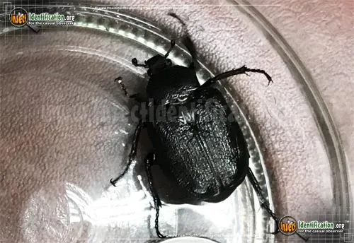 Hermit Flower Beetle - photo 4