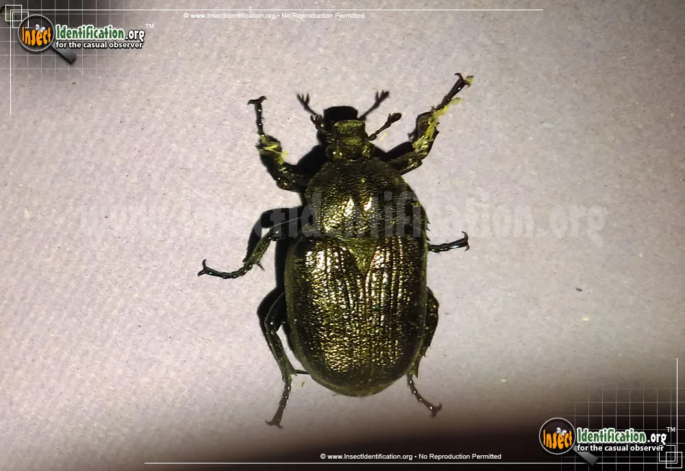 Hermit Flower Beetle - photo 5