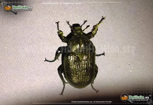 Hermit Flower Beetle - photo 6